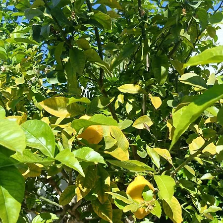 Casa Luna Javea Villa El Tosalet